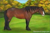 Horse Color:Bay Splash 