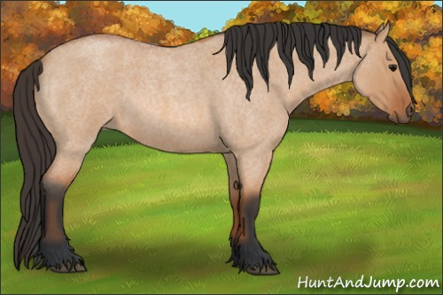 Horse Color: Bay Roan Dun 