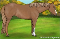 Horse Color:Chestnut Rabicano 