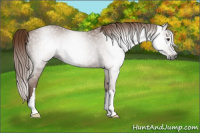 Horse Color:Gray Chestnut 