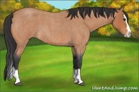 Horse Color:Bay Roan Splash