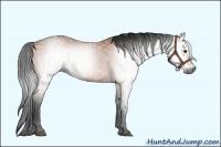 Horse Color:Gray Bay Rabicano 