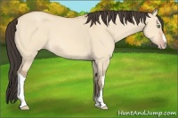 Horse Color:Amber Champagne Dun 