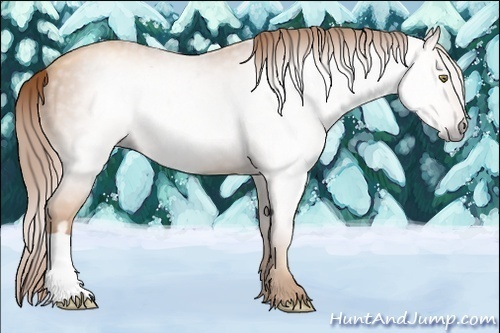 Horse Color:Gray Gold Champagne 