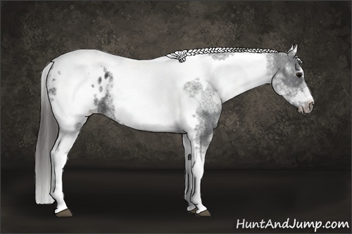 Horse Color:White Spotted Black Splash Tobiano Frame Appaloosa 
