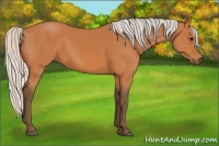 Horse Color:Silver Bay 