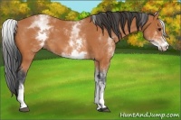 Horse Color:White Spotted Bay 