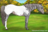 Horse Color:Brown Appaloosa Rabicano Brindle