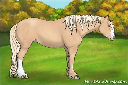 Horse Color: Gold Champagne 