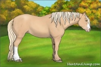 Horse Color:Gold Champagne 