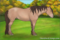 Horse Color:Amber Champagne 