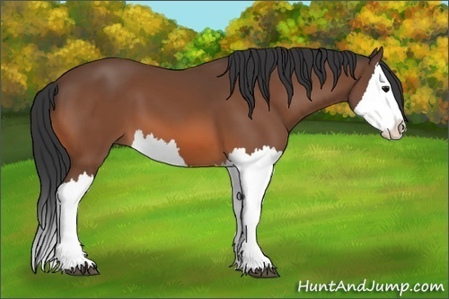 Horse Color: Bay Splash 