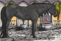 Horse Color:Black  Brindle