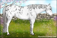 Horse Color:White Spotted Blue Roan Splash Frame Appaloosa 