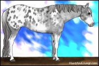 Horse Color:White Spotted Blue Roan Splash Frame Appaloosa 