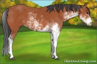 Horse Color:Bay Sabino 