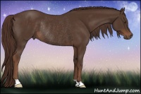Horse Color:Liver Chestnut Rabicano 