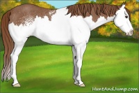 Horse Color:White Spotted Chestnut Splash Rabicano