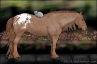 Horse Color:Chestnut Blanket 