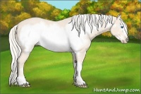 Horse Color:Cremello Frame 