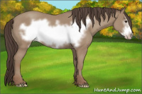 Horse Color:Classic Champagne Frame 