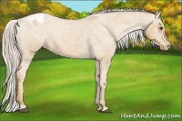 Horse Color:Palomino Appaloosa
