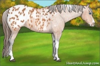 Horse Color:Bay Splash Tobiano Blanket Brindle