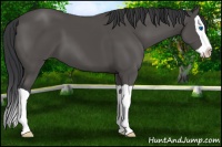 Horse Color:Black Splash