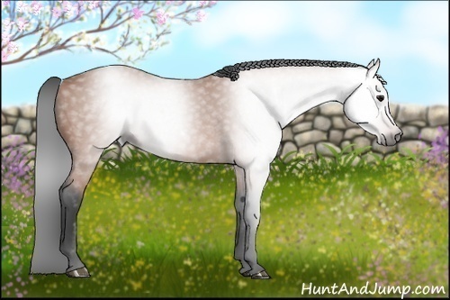 Horse Color:Gray Bay Frame 