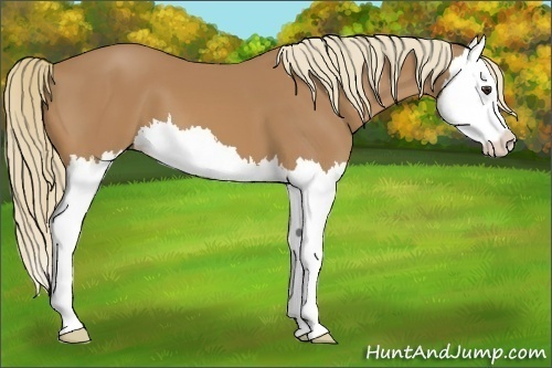 Horse Color: Chestnut Splash 