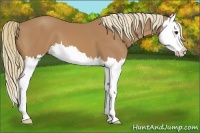 Horse Color:Chestnut Splash 