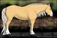 Horse Color:Palomino Splash 