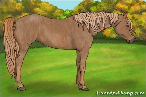 Horse Color: Chestnut  Brindle