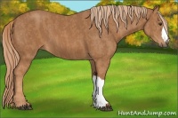 Horse Color:Chestnut Brindle
