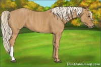 Horse Color:Chestnut  Brindle
