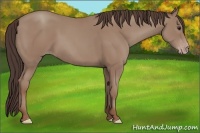 Horse Color:Classic Champagne 