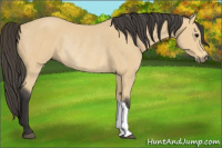 Horse Color:Buckskin Rabicano 