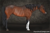 Horse Color:Bay Rabicano 