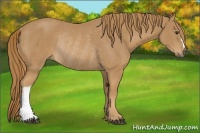 Horse Color:Chestnut Rabicano 