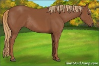 Horse Color:Chestnut Rabicano