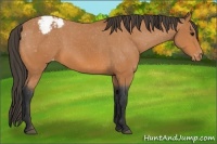 Horse Color:Bay Snowcap 