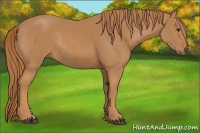 Horse Color:Chestnut Rabicano 
