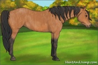 Horse Color:Bay  Brindle