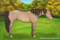 Horse Color:Amber Champagne 
