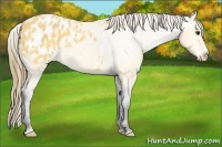 Horse Color:Buckskin Blanket