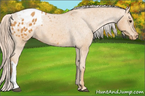 Horse Color: Chocolate Palomino Blanket 