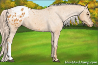 Horse Color:Chocolate Palomino Appaloosa 
