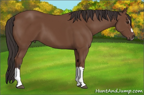 Horse Color: Bay Splash Frame 