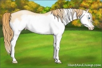 Horse Color:Buckskin Pearl Splash Frame 