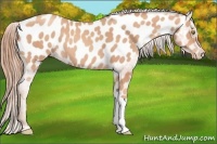 Horse Color:Gold Champagne Appaloosa 